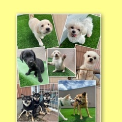 5/26(日) 保護犬譲渡会in和歌山城（西の丸広場） - 和歌山市