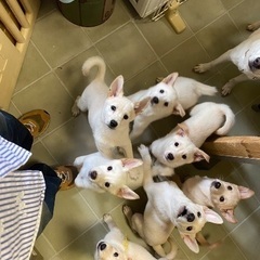 5/26(日) 保護犬譲渡会in和歌山城（西の丸広場） - フリーマーケット