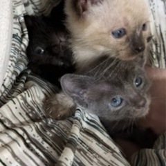 【再募集】生後1ヶ月の仔猫の里親募集