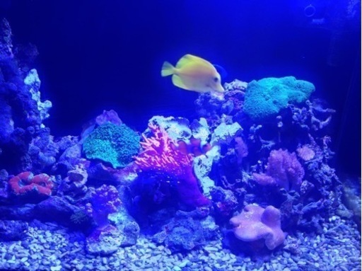 海水魚サンゴ水槽