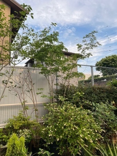 アオダモ　2.5m  鉢植え