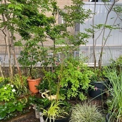 植木　庭木