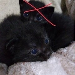※一旦応募締切ます。黒猫の子猫ちゃん里親募集