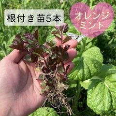 オレンジミント 根付き苗 5本