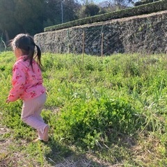 オレンジミント 根付き苗 5本の画像