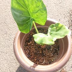 クワズイモ ② 観葉植物 ガーデニング グリーン 苗木