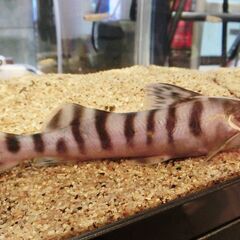 イレギュラーバンド決定！ゼブラキャット約20cm！の画像