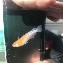 夢中メダカ様血統　レッドクリフ紅白　メダカ　稚魚10匹の画像