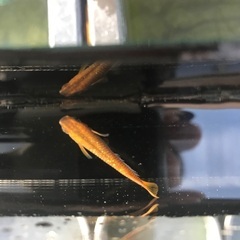 令和黒ラメ幹之　サファイア　メダカ　稚魚10匹の画像