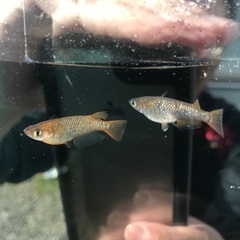 令和黒ラメ幹之　サファイア　メダカ　稚魚10匹の画像