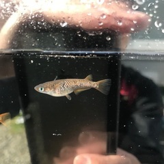 令和黒ラメ幹之　サファイア　メダカ　稚魚10匹の画像