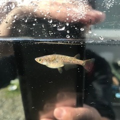 令和黒ラメ幹之　サファイア　メダカ　稚魚10匹の画像