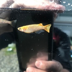 令和黒ラメ幹之　サファイア　メダカ　稚魚10匹の画像
