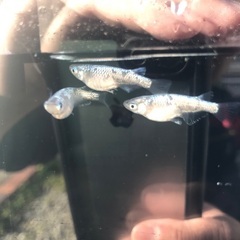 サバンナ様血統　ネプチューン　稚魚　10匹の画像