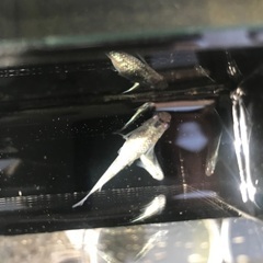 サバンナ様血統　ネプチューン　稚魚　10匹の画像