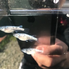 サバンナ様血統　ネプチューン　稚魚　10匹の画像