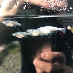 サバンナ様血統　ネプチューン　稚魚　10匹の画像