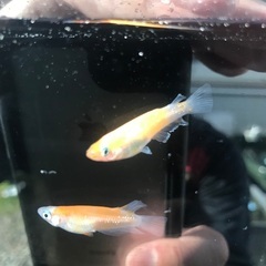 夢中メダカ様血統　レッドクリフ紅白　メダカ　稚魚10匹の画像