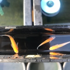 夢中メダカ様血統　レッドクリフ紅白　メダカ　稚魚10匹の画像