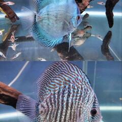 【熱帯魚】ディスカスペア