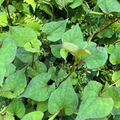 安心安全　無農薬　どくだみつ草　