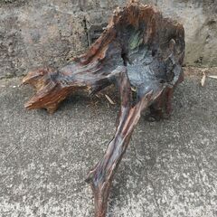 流木 45cm ×45cm 高さ 20cm