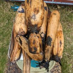 地産地消＊自然栽培レンコンお譲りします。無農薬 手掘り 土付き蓮根 の画像