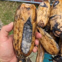 地産地消＊自然栽培レンコンお譲りします。無農薬 手掘り 土付き蓮根 の画像