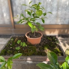 盆栽一つ600円、二つ買うなら1000円です。