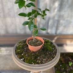 盆栽一つ600円、二つ買うなら1000円です。の画像