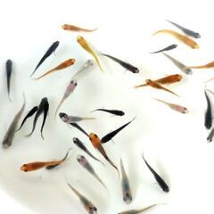 ミックスメダカ　20匹＋α　500円　めだかの画像