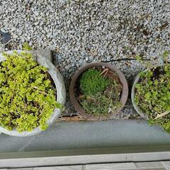 多肉植物3点