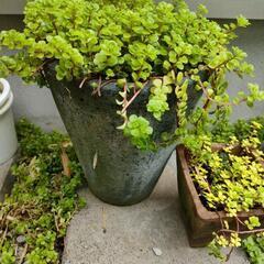 多肉植物2点