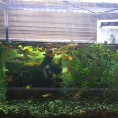 【グッピー譲ります】熱帯魚グッピーを飼っていただける方募集します！