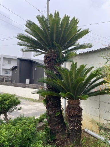 生活雑貨 家庭用品 ガーデニング