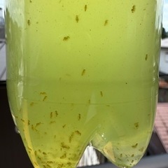 めだか(
ミジンコ)