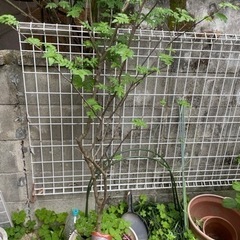 山椒 木