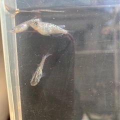 ユリシスのペア