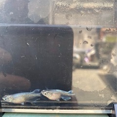 エメキンのペア
