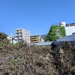 伐採樹木、生木、薪ストーブ、キャンプ等にの画像