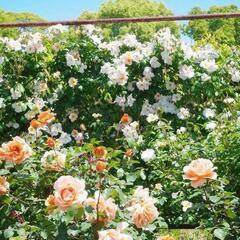 須磨アルプス・須磨離宮公園（バラ🌹）ハイキング