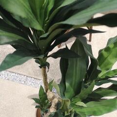 フェイク植物の画像