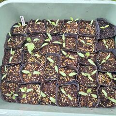 野菜の苗を買って頂けないでしょうか。（1本30円）