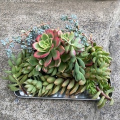 引き取り限定❗️多肉植物カット苗多数、差し上げます。