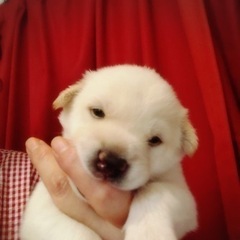 雑種 先の白ちゃん達の兄弟犬たち