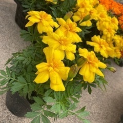 【最終掲載日】マリーゴールド1株　の画像