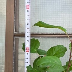 りんご３本の画像