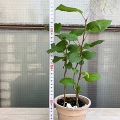 りんご３本の画像