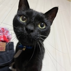 黒猫　