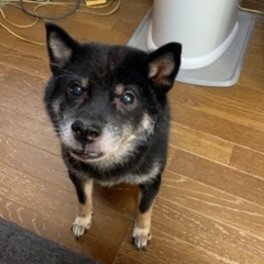 里親募集
